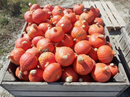 Soeppompoenen!