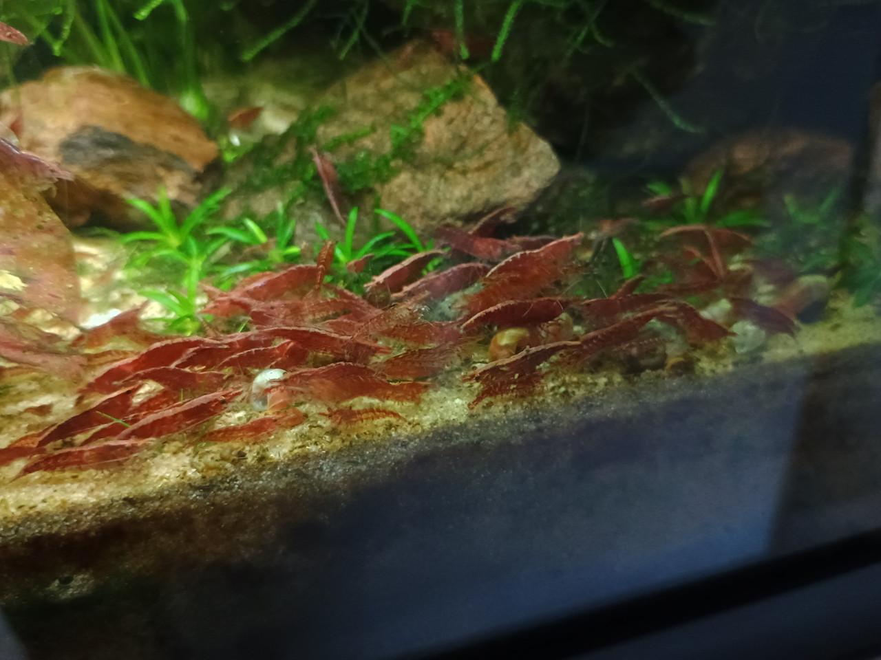 Vuurgarnalen, neocaridina