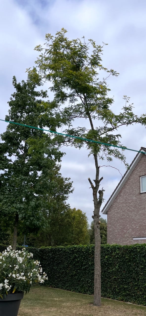 Gratis haardhout