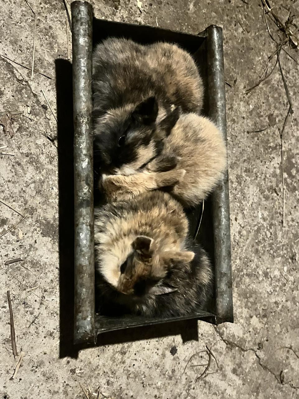 6 schattig baby konijntjes