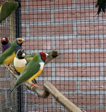 Gouldamadines (uit buitenvoliere)