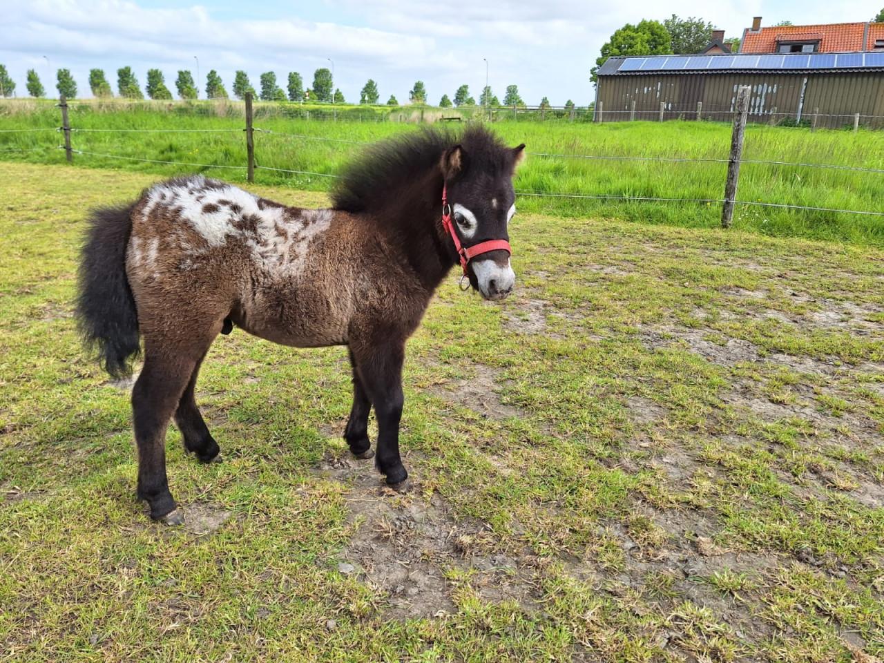 Prachtige appaloosa mini-paardjes