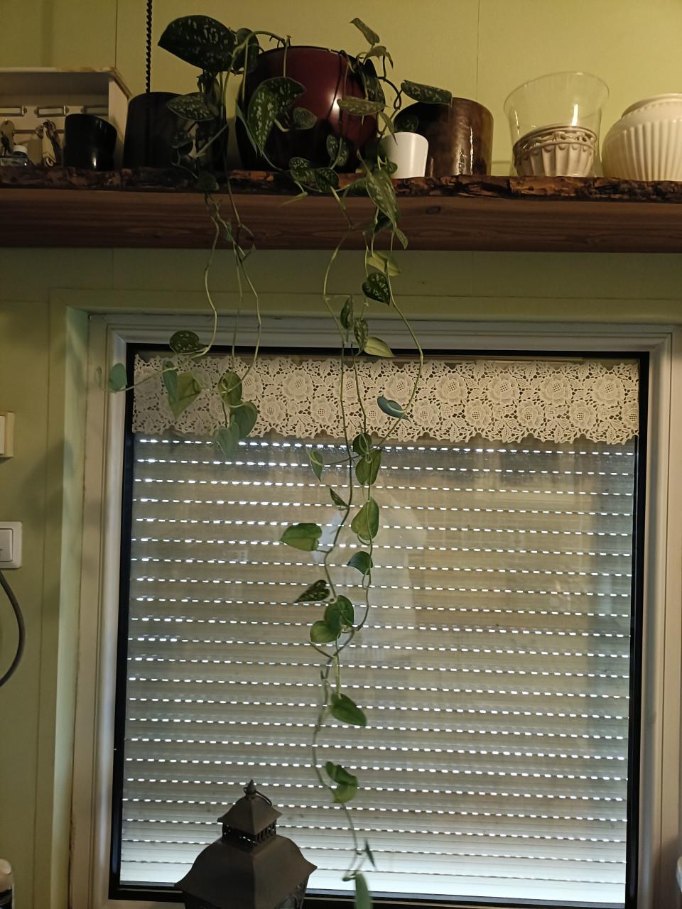 Hangplant binnen plant