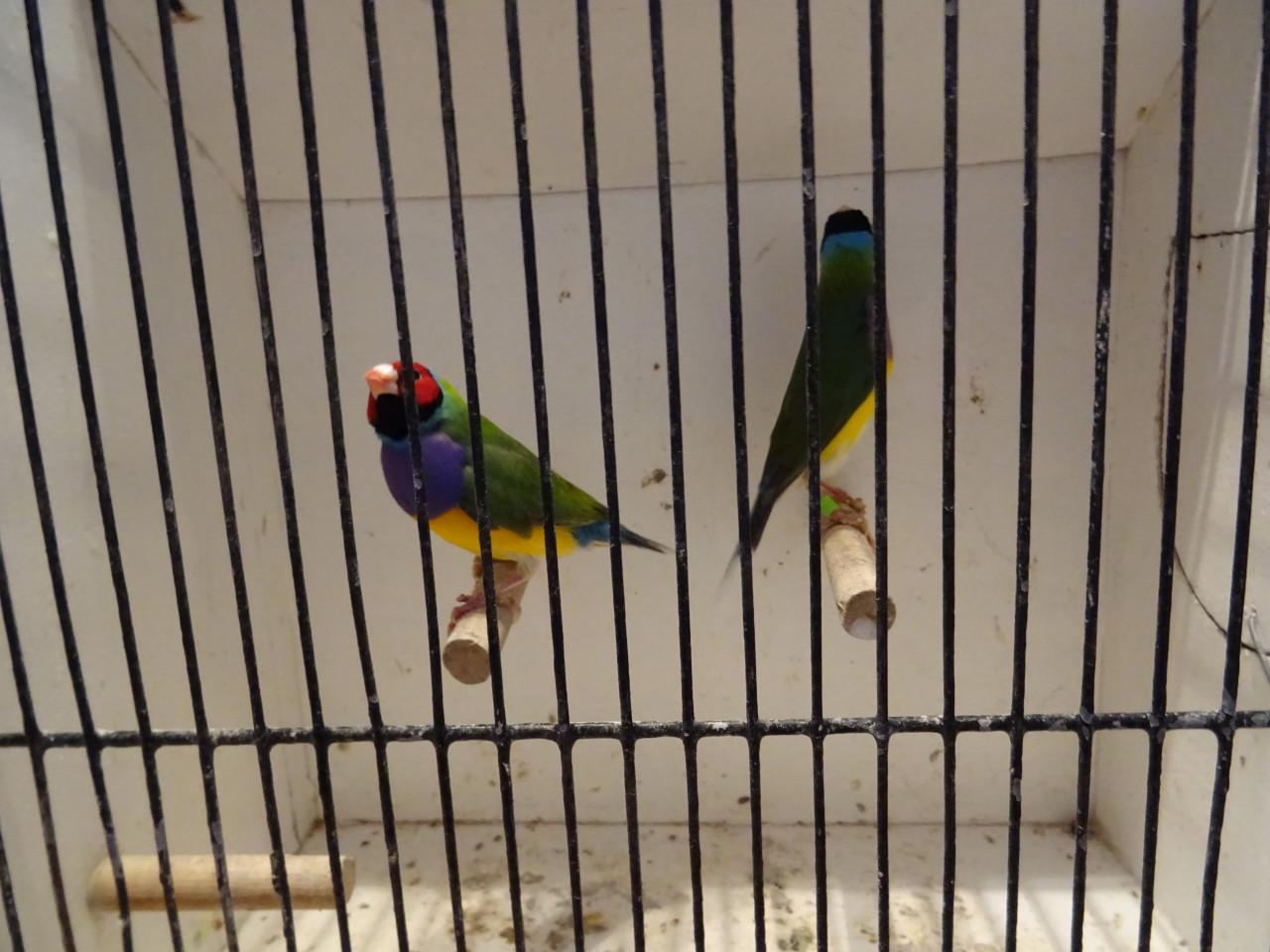 Te koop koppel gouldsamedines van 2024