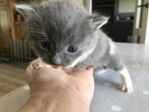 Kitten