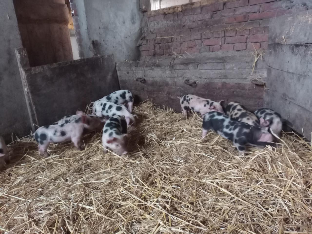 Bonte Bentheimer biggen