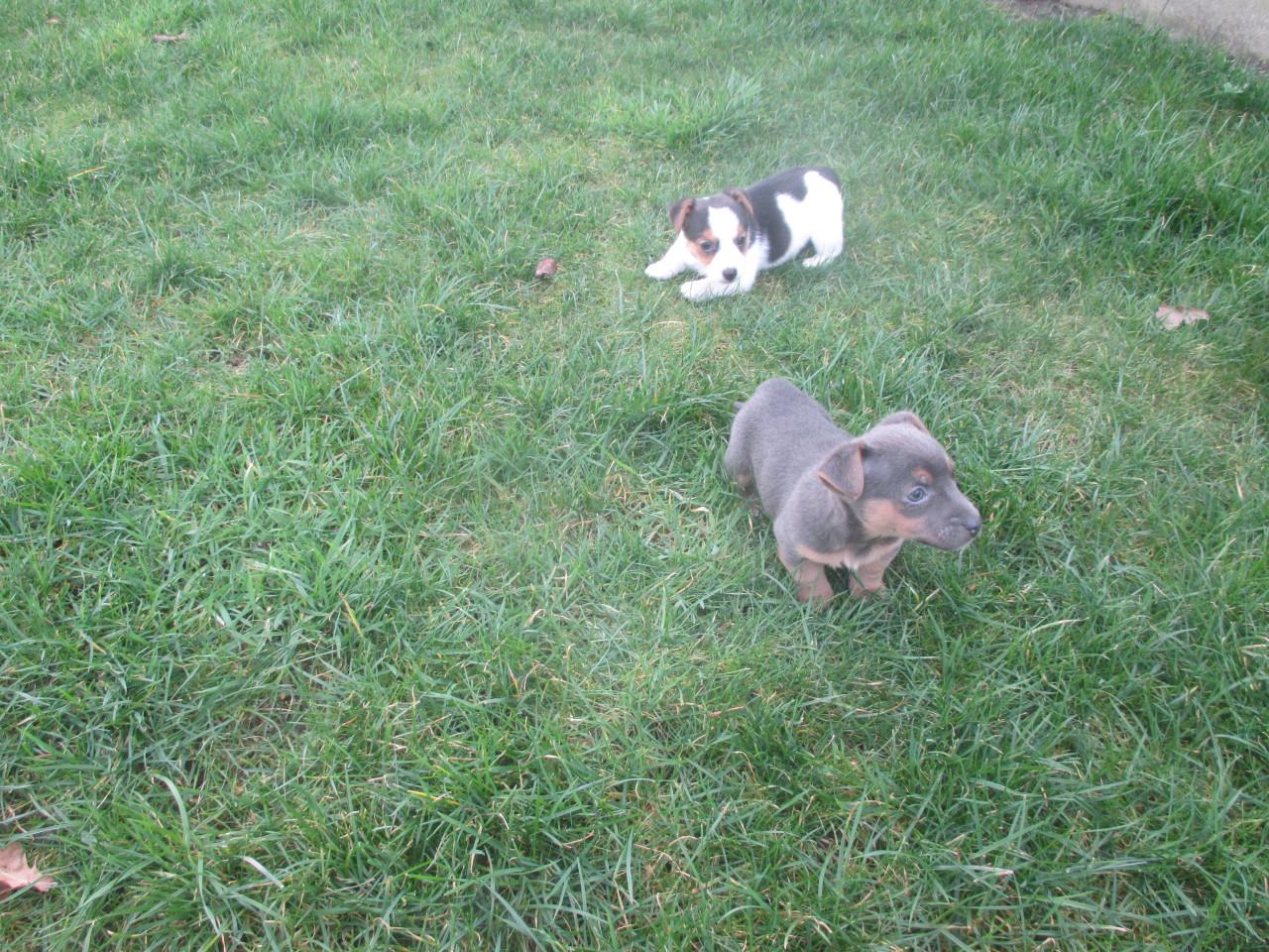 Mooie jack russell pups