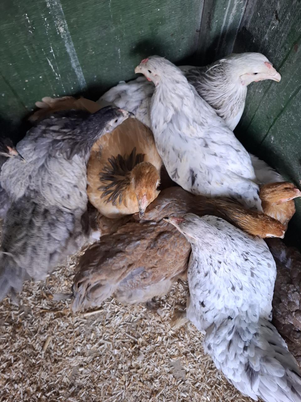 Brahma groot hennen, allerlei kleuren