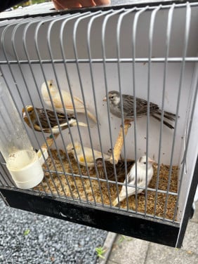 Kanaries en zebravinkjes
