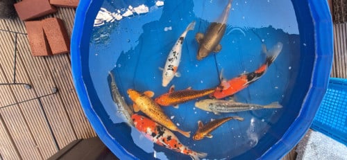 Koi.