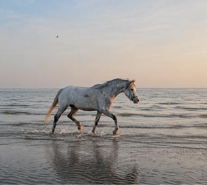 Knappe welsh merrie met stamboekpapieren