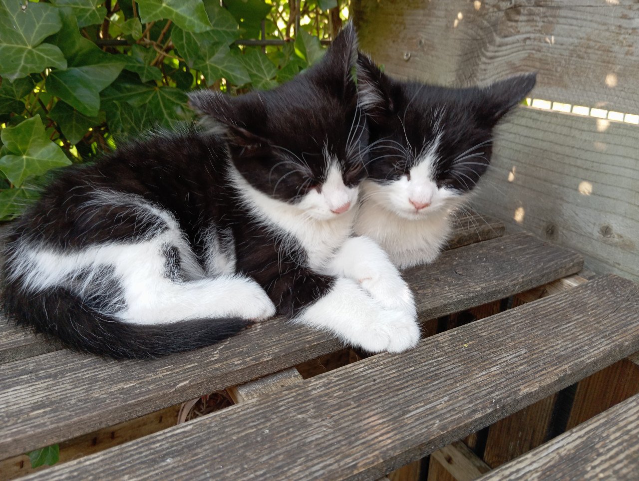 Kitten vrouwtje