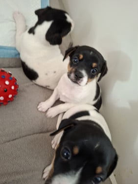 Boerenfox  pups