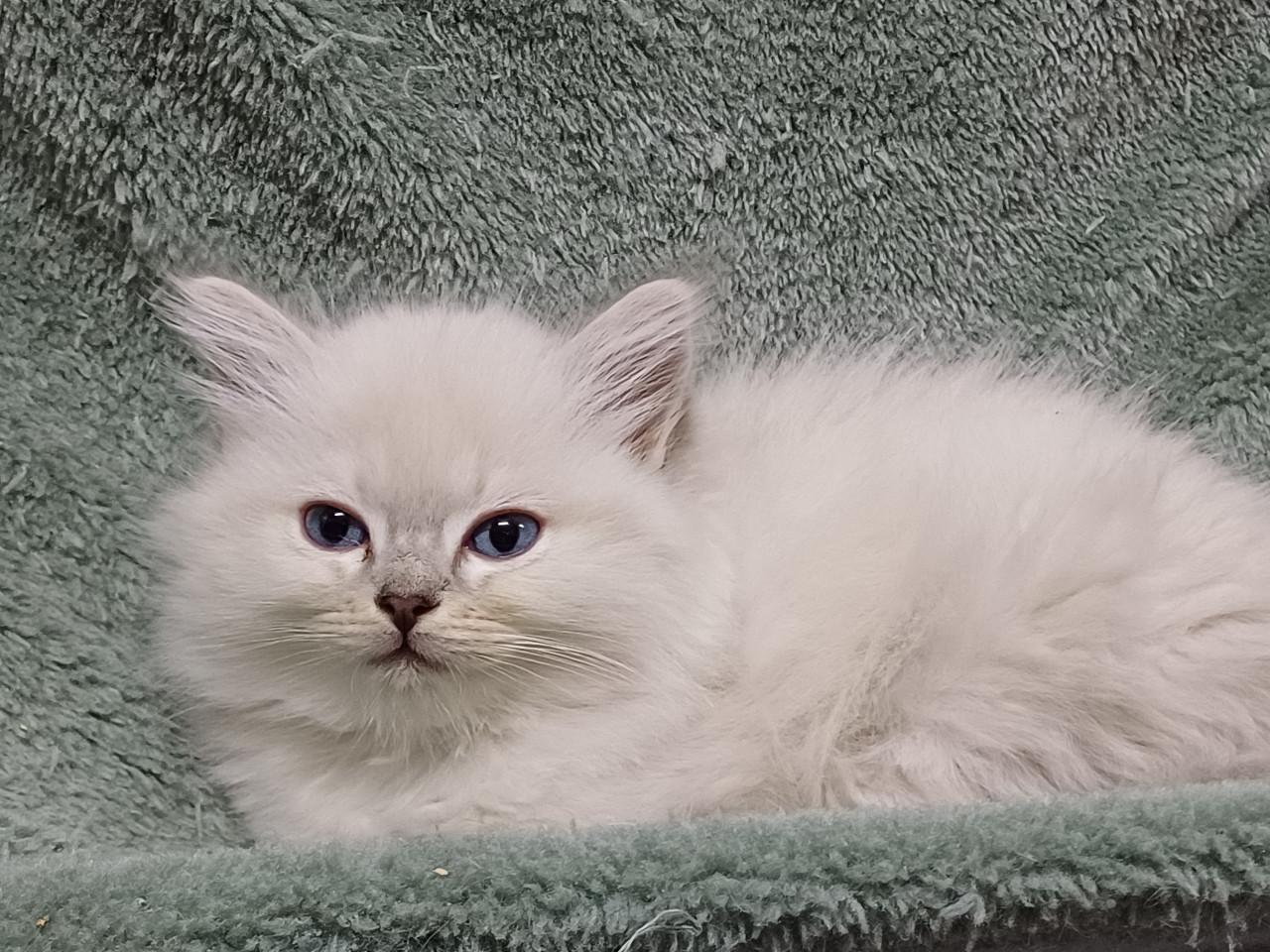 2 prachtige Ragdoll kittens beschikbaar (2 poesjes)