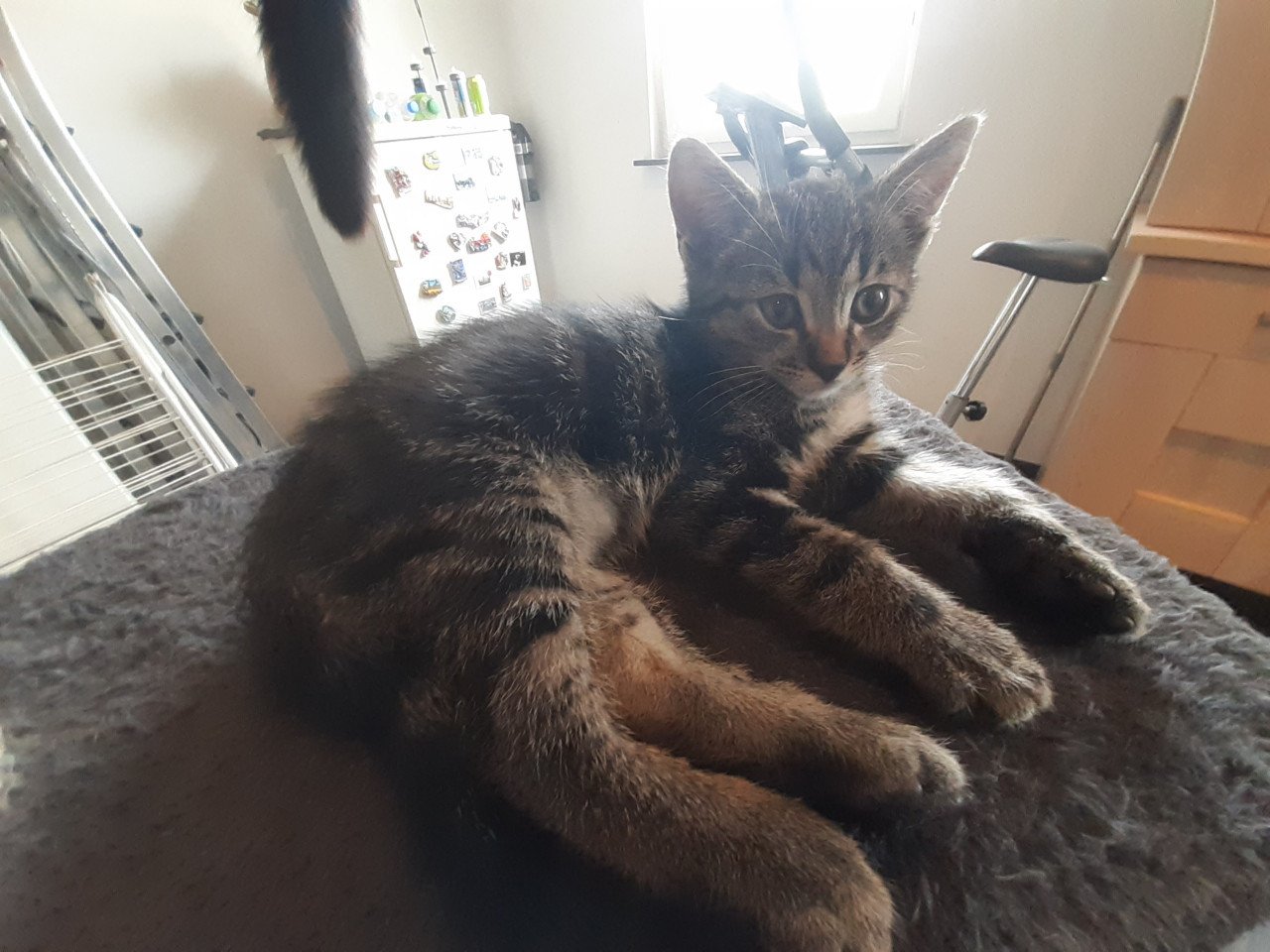 Verschillende lieve kittens