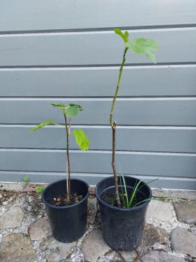 VIJGEN BOOM.