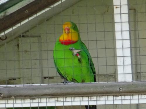 Te koop stevige  RUIME kooi voor vogels  !beton triplex HOUT