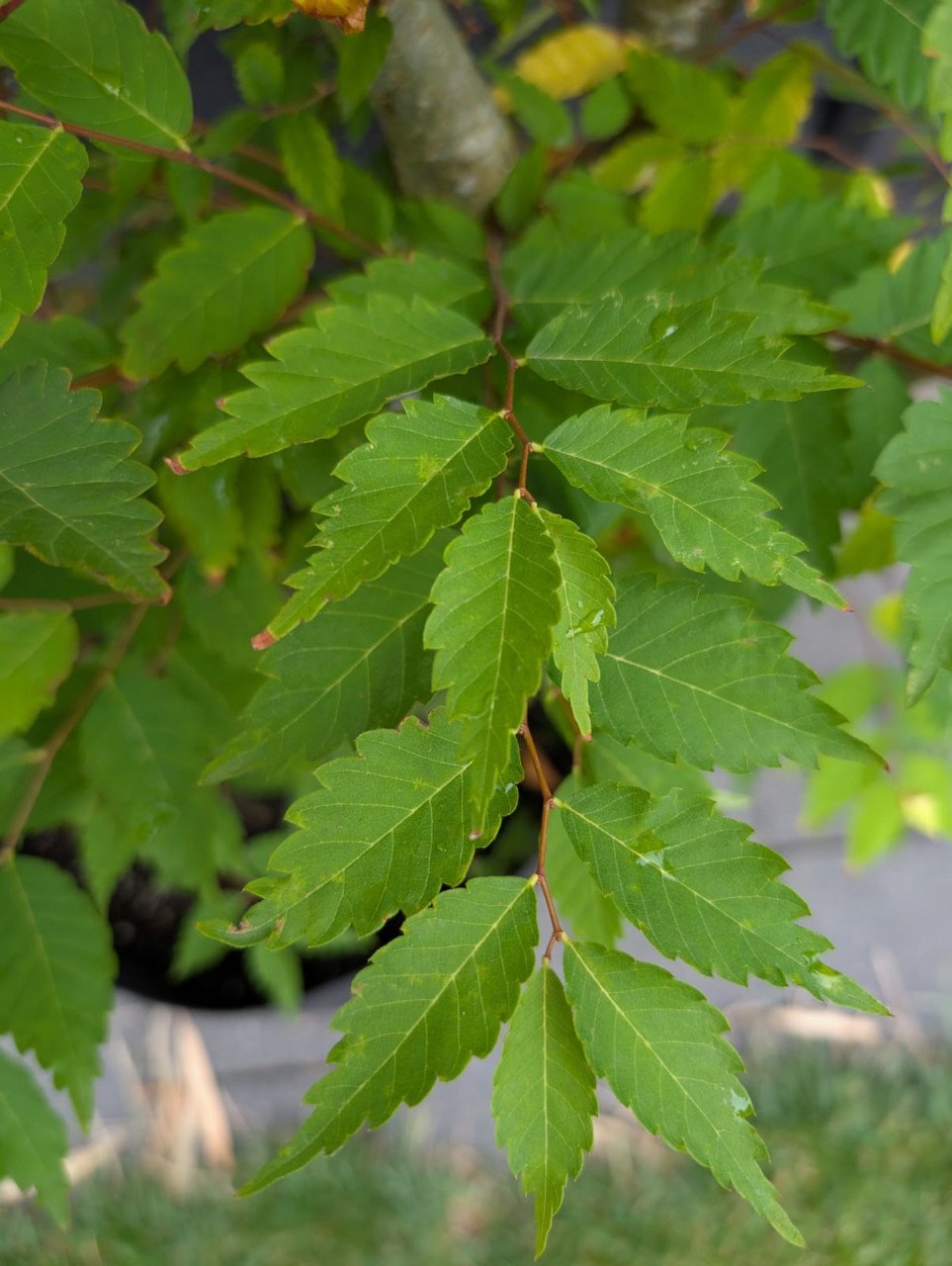 Japanse Larix (Larix kaempferi) pre bonsai