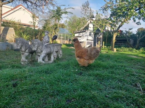 Zijdehoender zoekt nieuw huisje