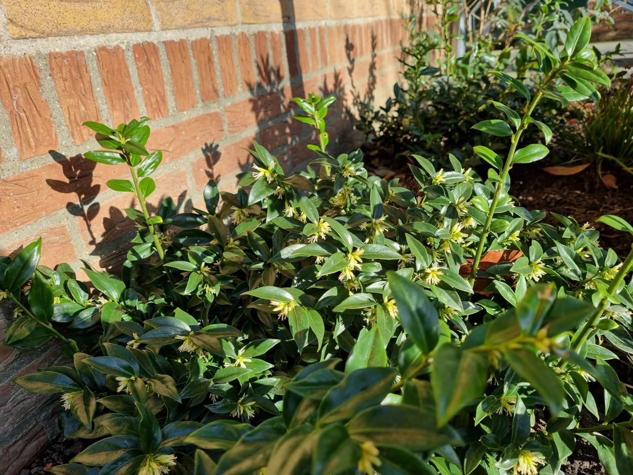 Sarcococca/ vleesbes