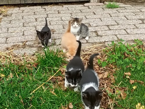Kittens