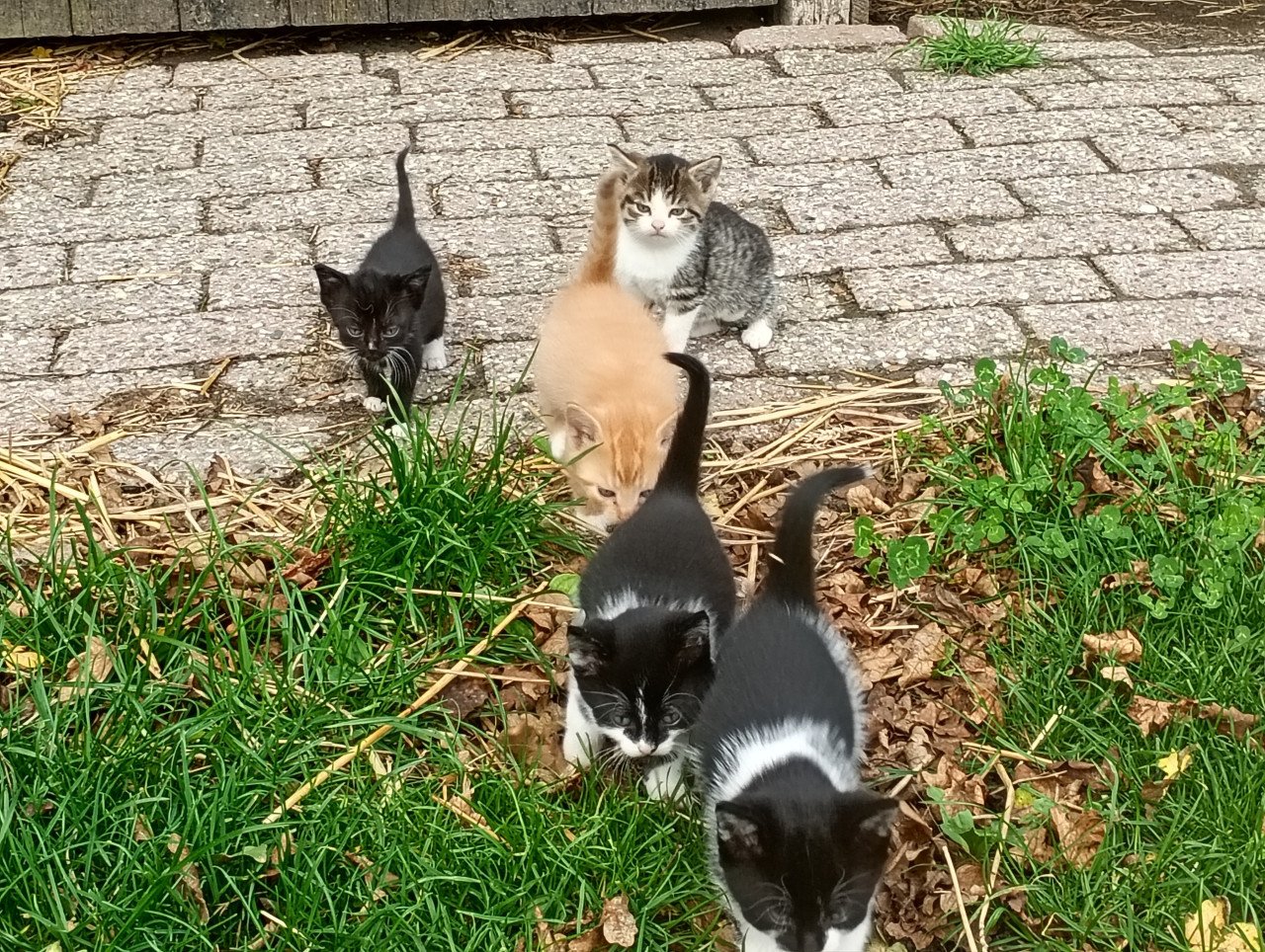 Kittens