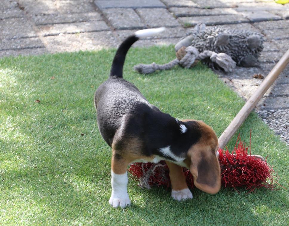 Beagle pups