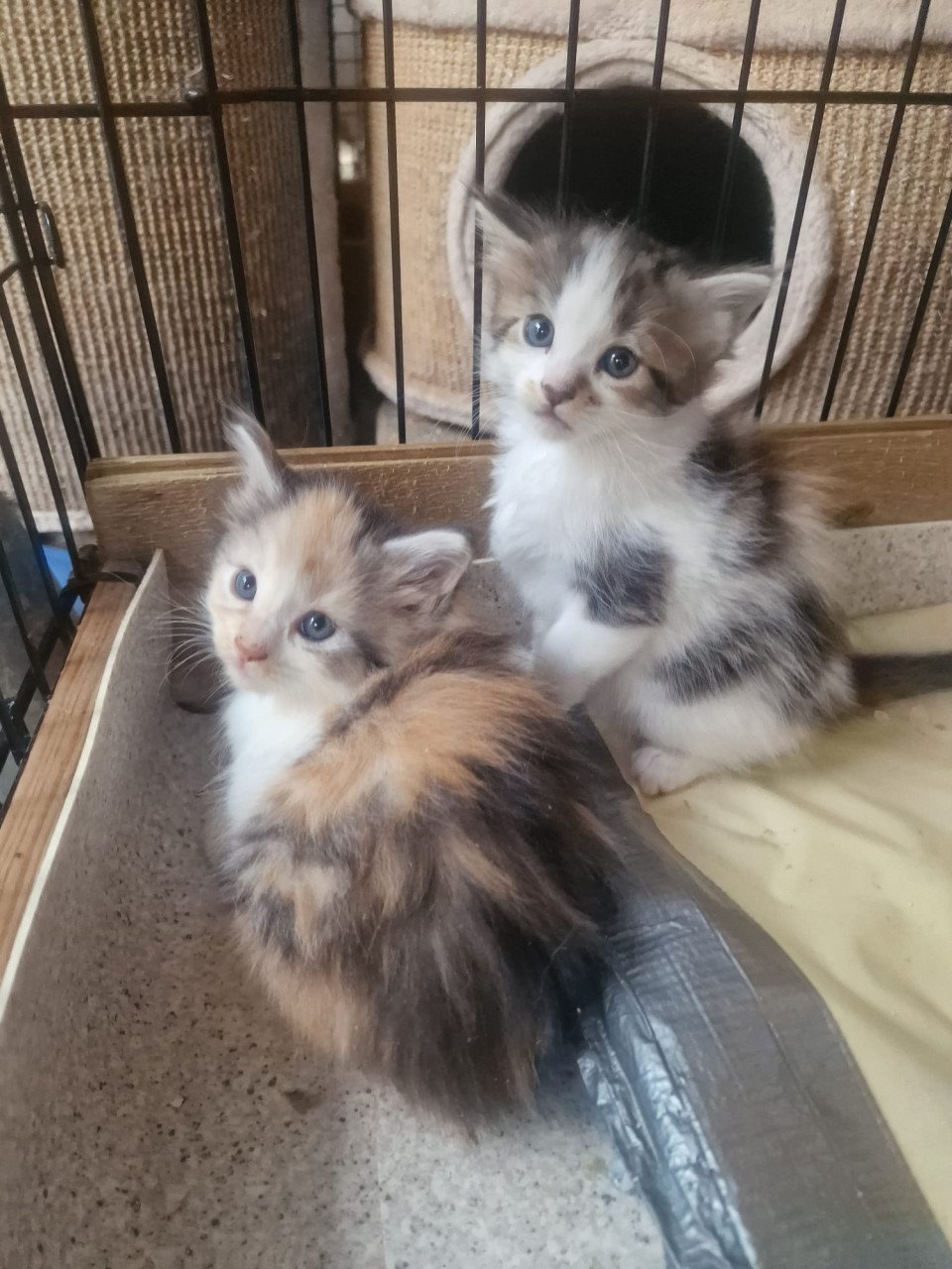 Te koop mooie Maine Coon kittens