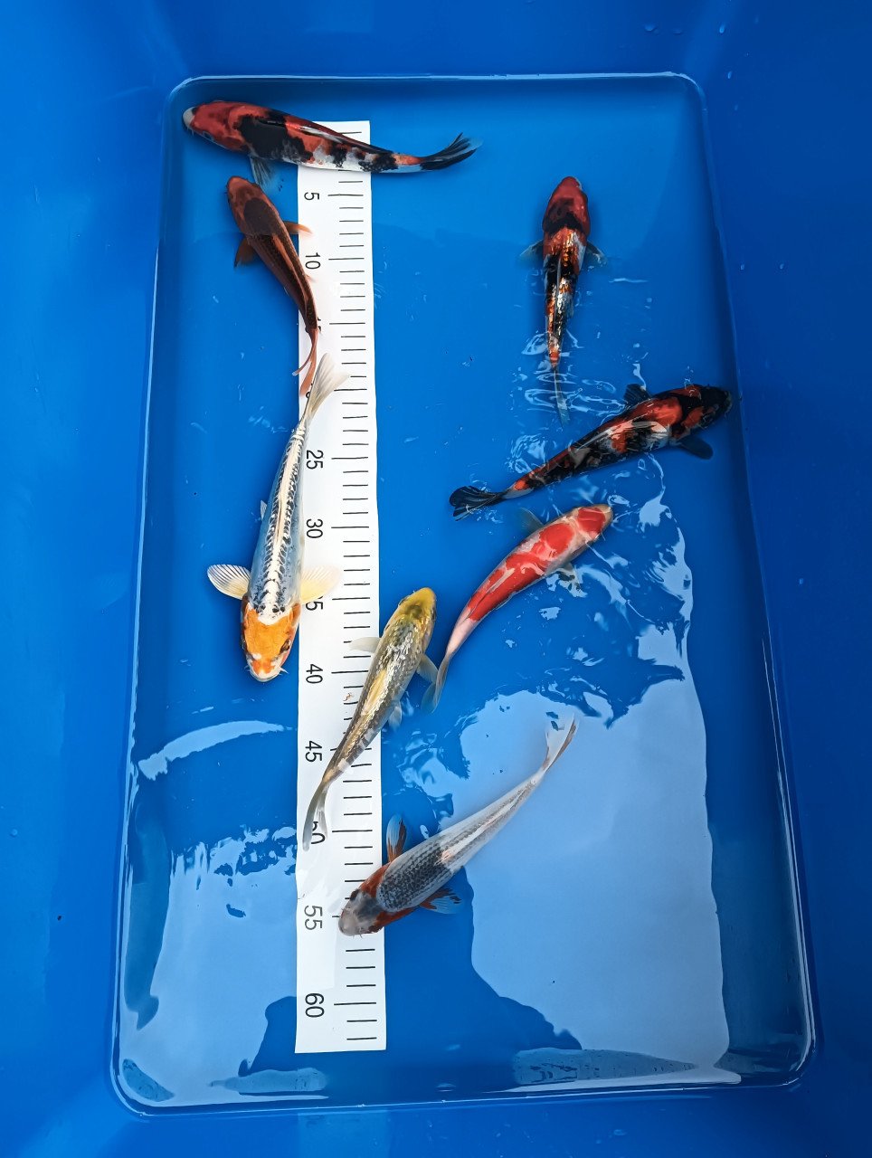 Japanse koi tosai