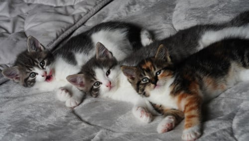 2 ondeugende kittens zoeken nieuw baasje