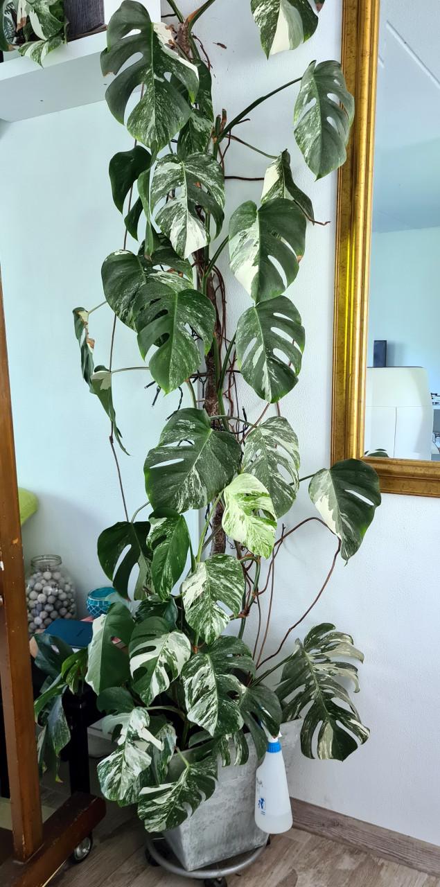 Monstera Albo variegata stek. Geworteld