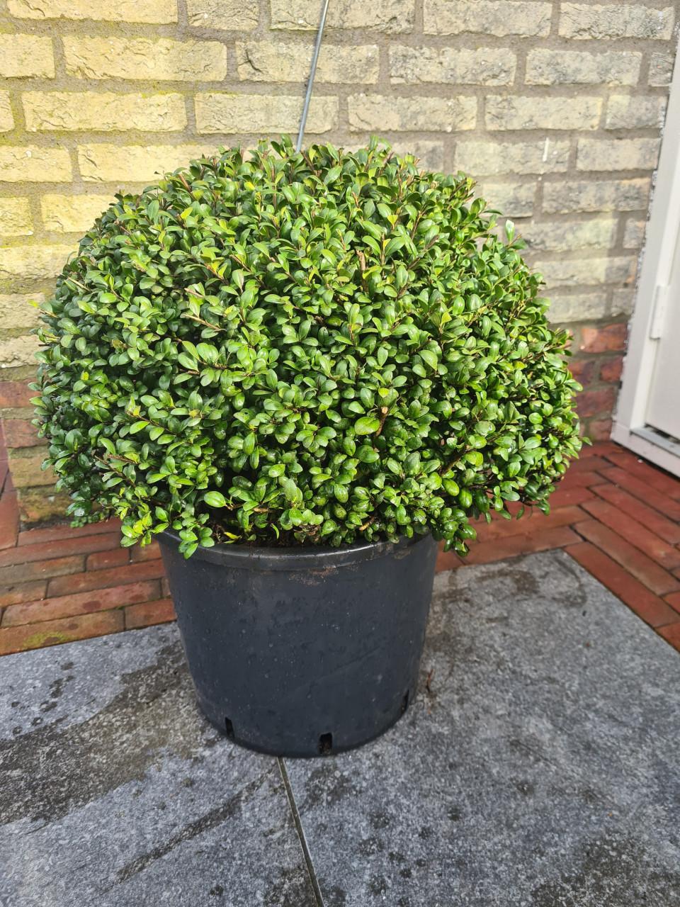Ilex Crenata bolvormen