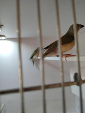 Gouldamadines (6)