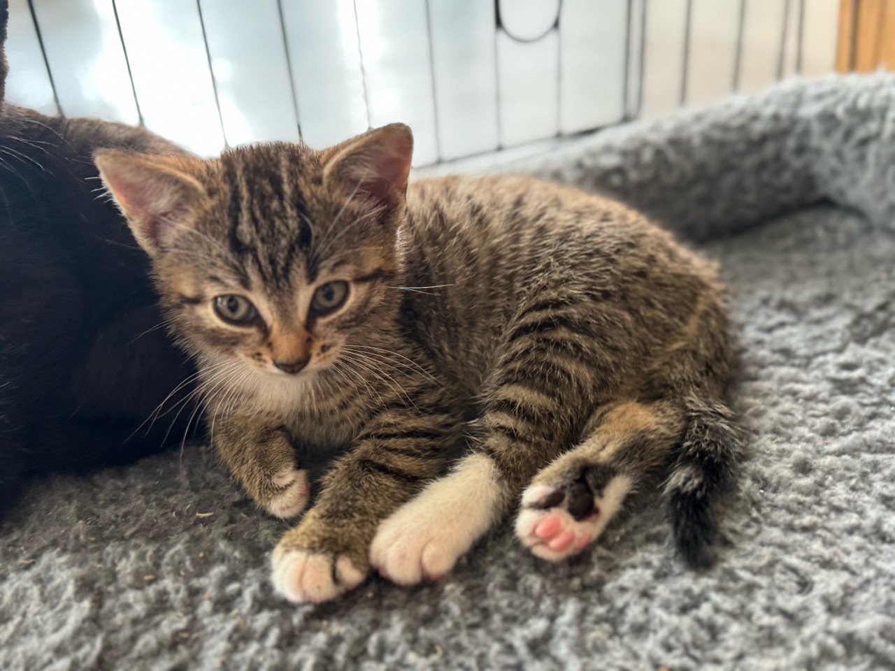 Kittens poesje en twee katertjes x bengaal