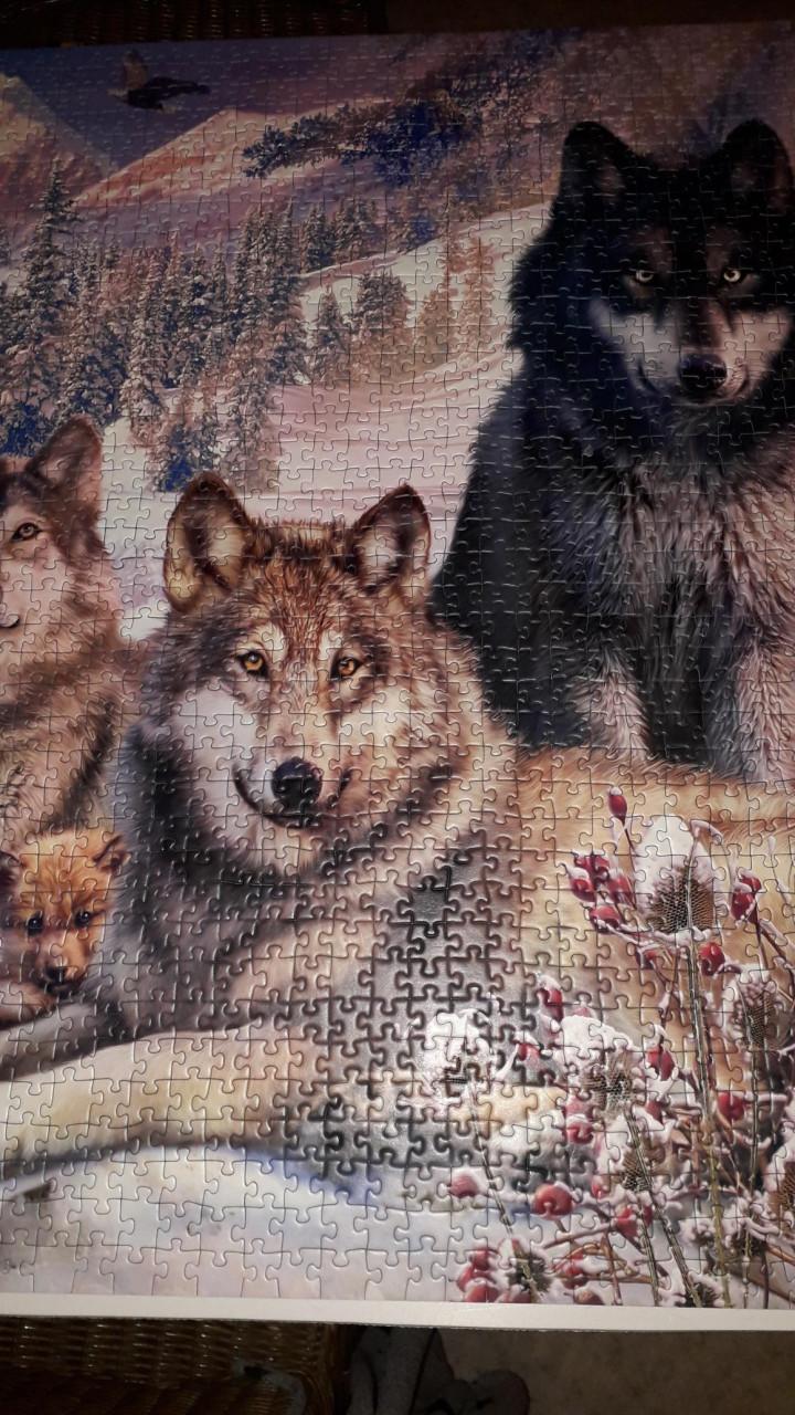 Puzzel 2000 stukjes wolven