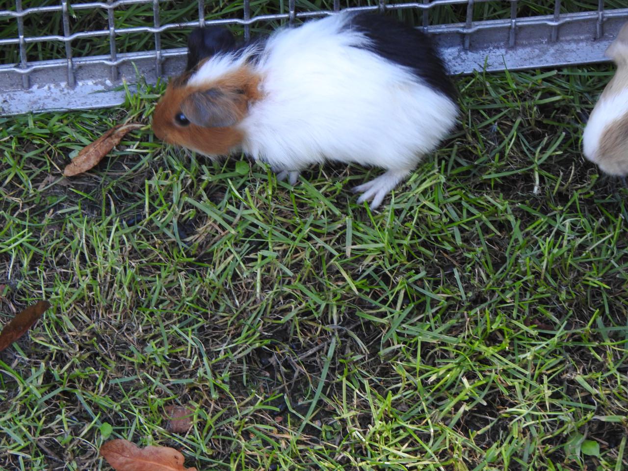 Cavia Zeug