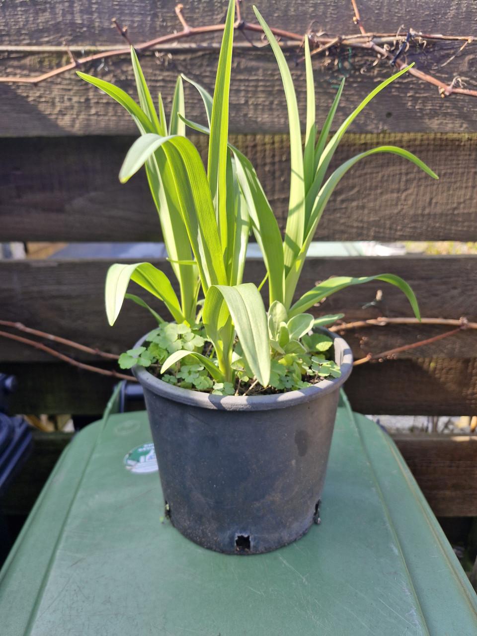 3  stuks oranje daglelies in een pot
