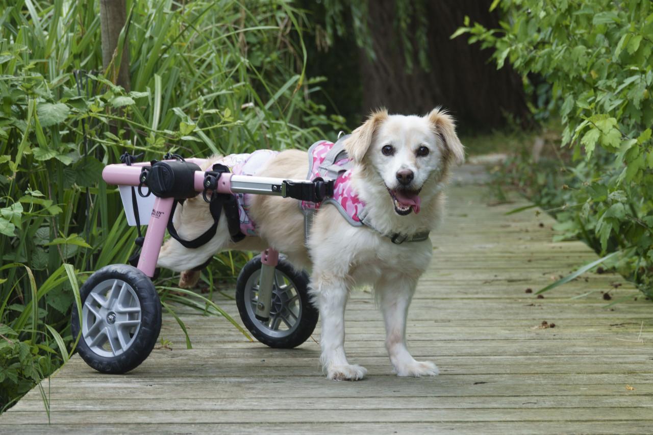 Honden oppas gezocht