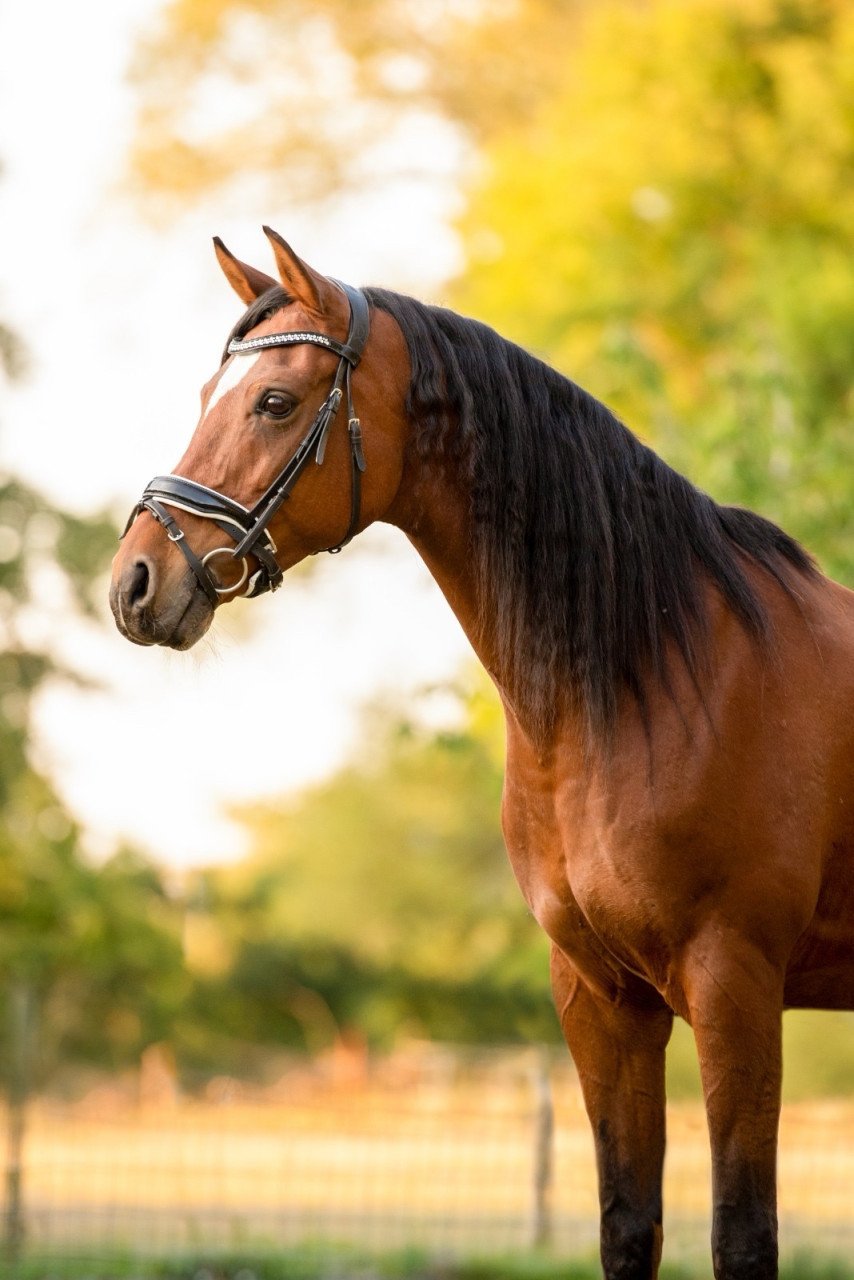 Lieve volbloed Arabier ruin te koop