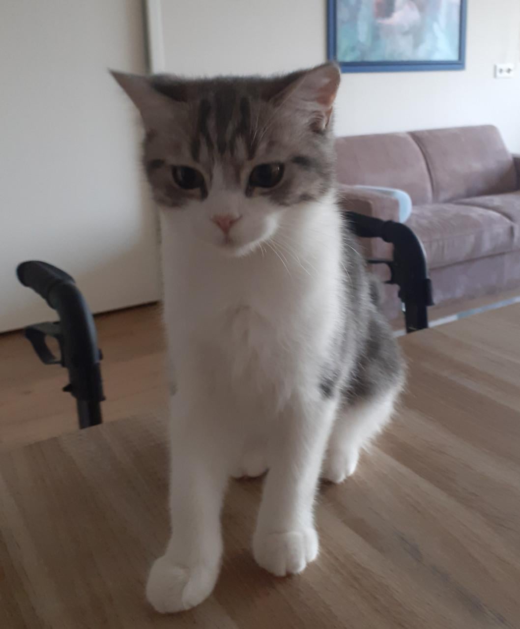 Brits korthaar kater