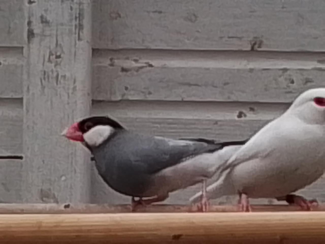 Koppel witte rijstvogels en wildkleur pop