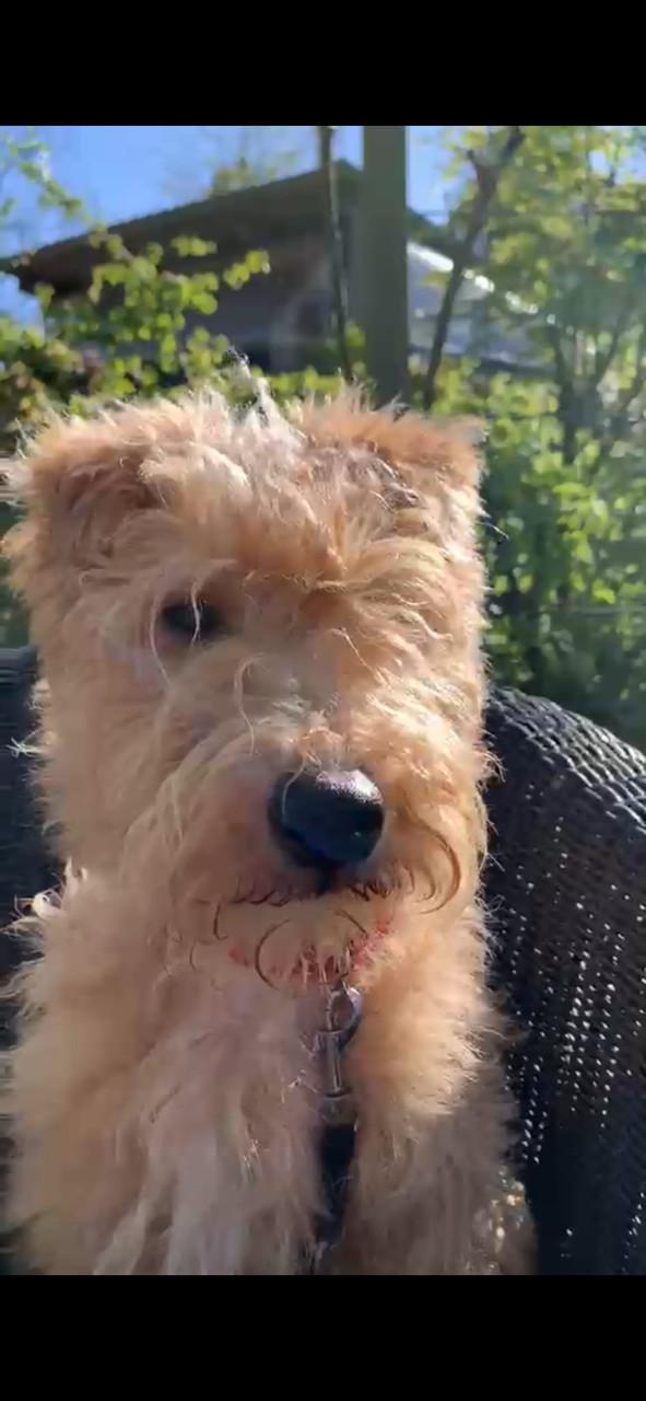 Lakeland terrier pup met stamboon