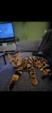 Bengaalse kater te koop
