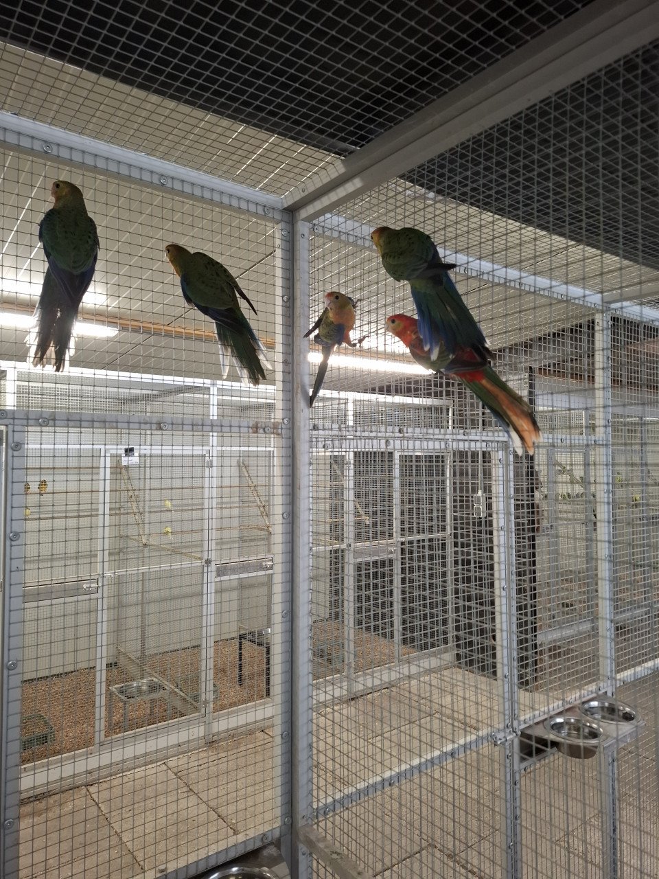 Jonge stanley rosella's