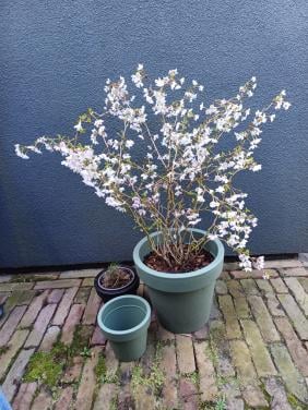 Zin in de LENTE? Prachtig PRUNUS struikje incl. buitenpot