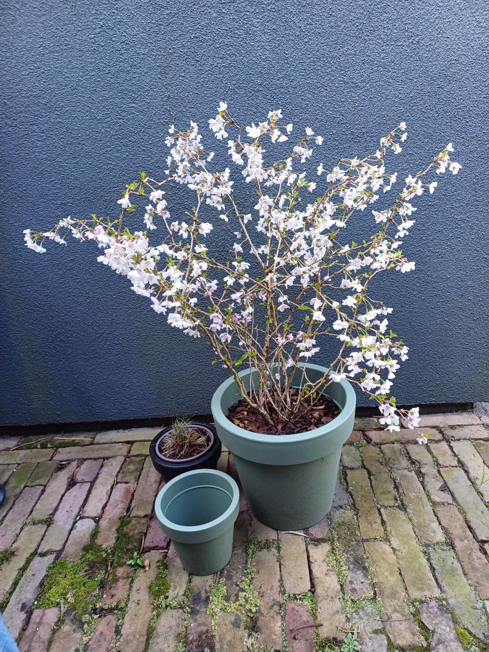 Zin in de LENTE? Prachtig PRUNUS struikje incl. buitenpot
