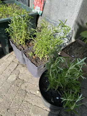 Rozemarijn planten