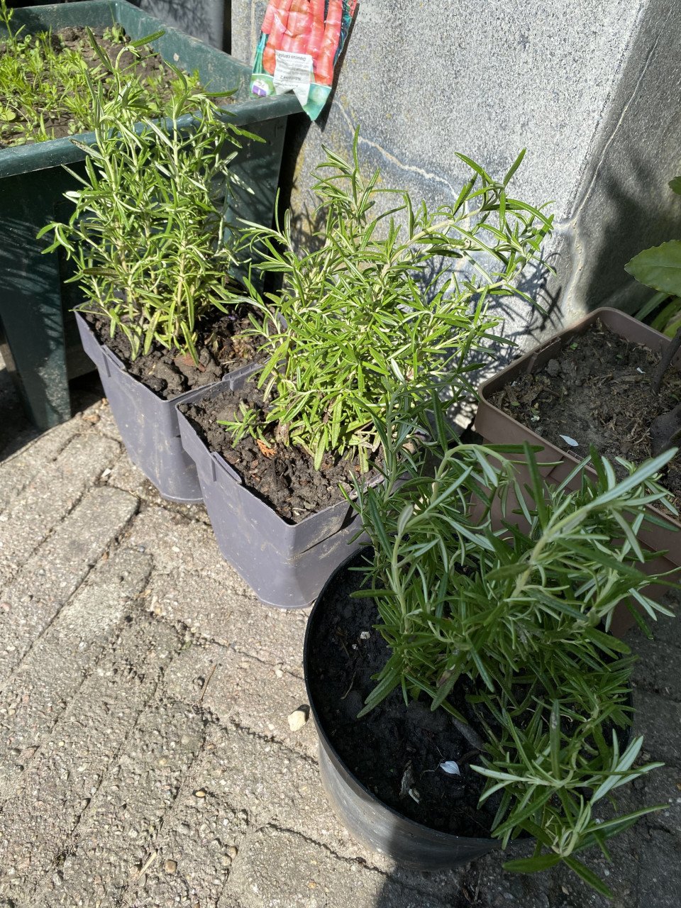 Rozemarijn planten