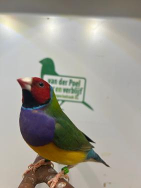 Gouldamadines
