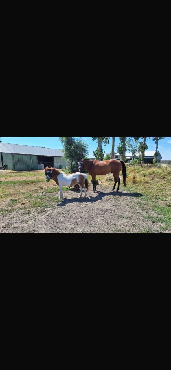 # Duo draver en pony #